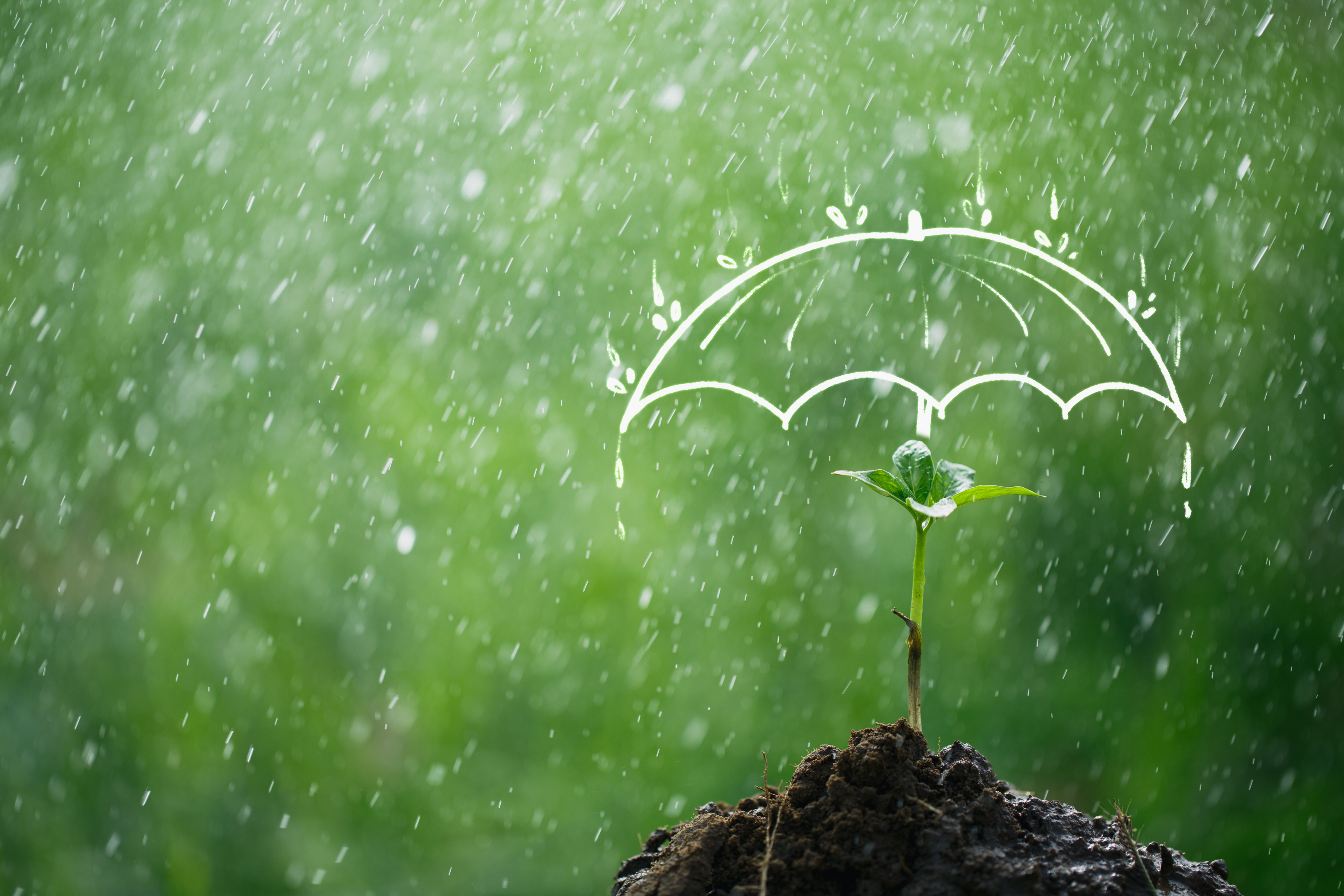 Eine einzelne junge Pflanze, die aus dunkler Erde wächst. Um die Pflanze fällt Regen. Über ihr befindet sich die weiße Zeichnung eines aufgespannten Regenschirms